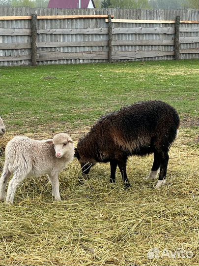 Молодые ярки