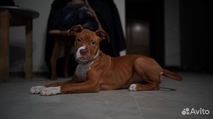 Питбуль вязка