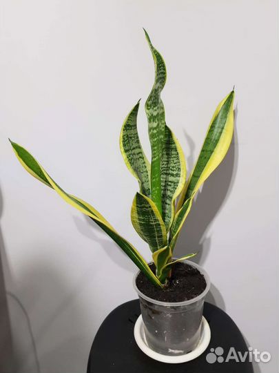 Сансевиерия