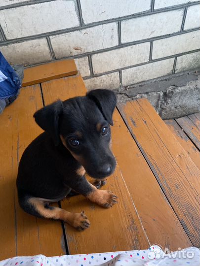 Щенки ягдтерьера