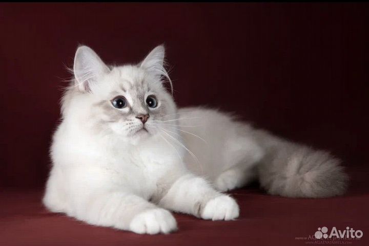 Рэгдолл Джесс