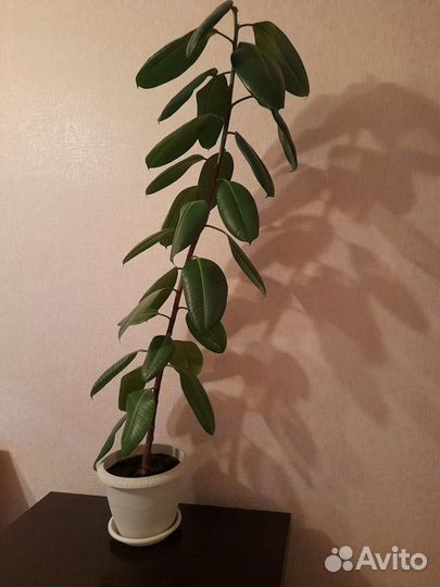 Продам цветы комнатные