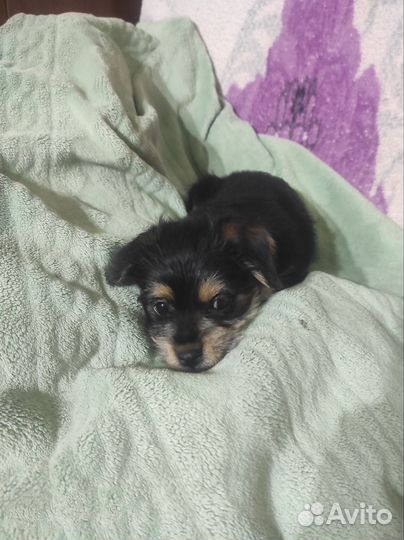 Щенки Метисы маленькой пароды собак