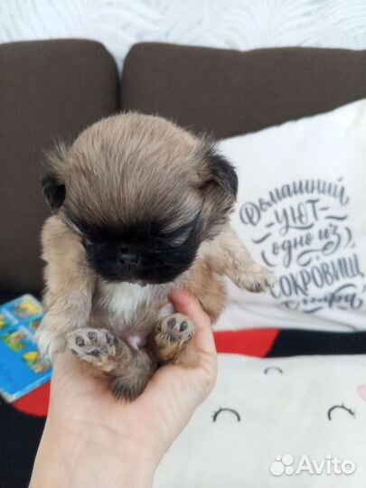 Пикенесы королевские