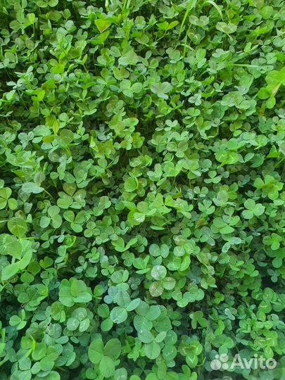 Клевер Белый Ривендел Дания DLF, 2023 г