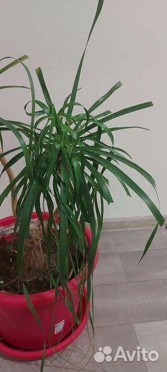 Бокарнея нолина