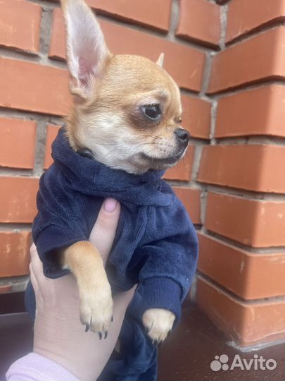 Чихуахуа мини