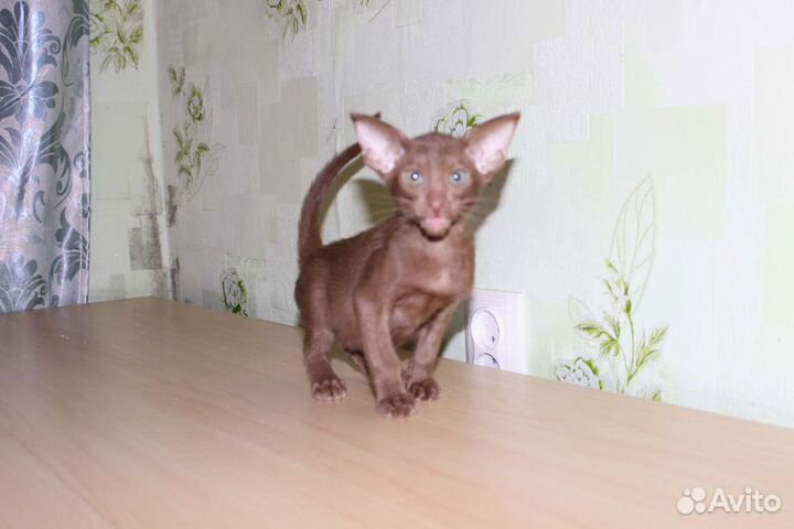 Ориентальный котик