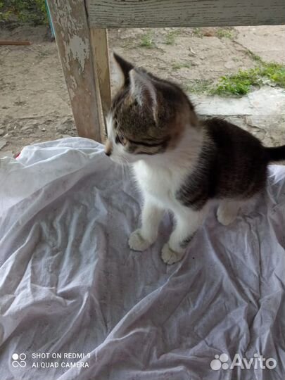 Отдам котика в добрые руки