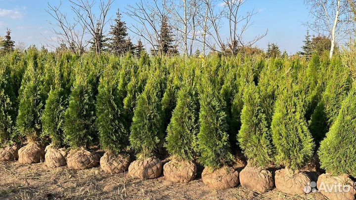 Туи Смарагд,колумна