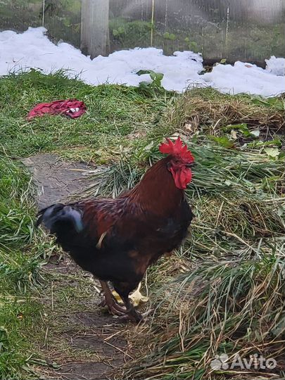 Молодой петух