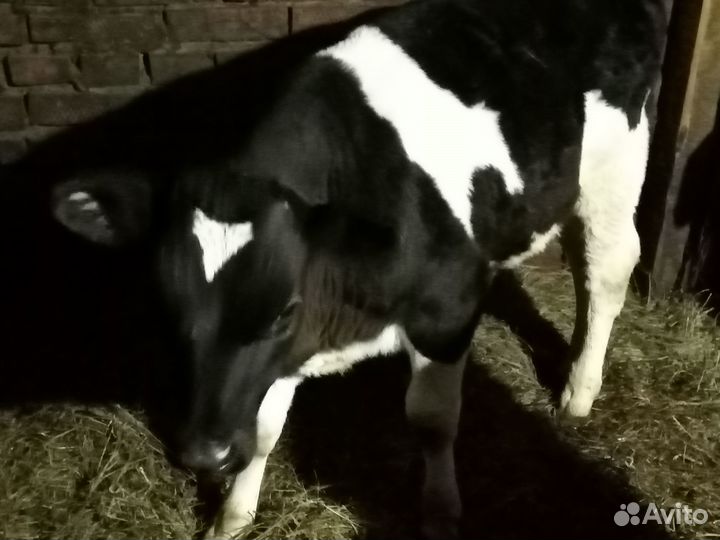 Продам телят бычков