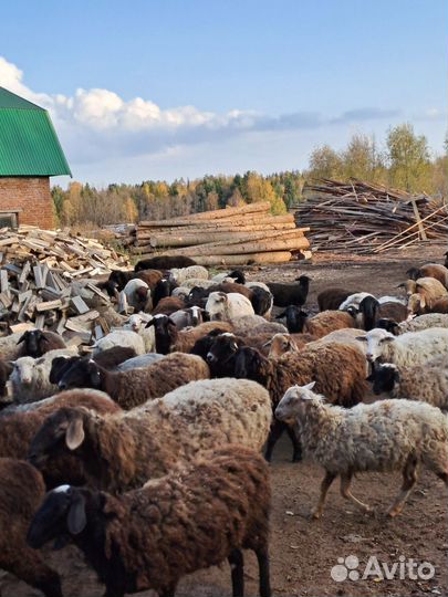 Курдючные бараны овцы