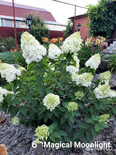Гортензии метельчатые 2- х летки