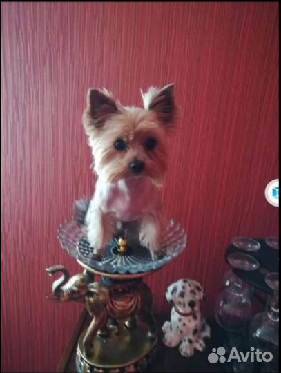 Вязка йоркширского терьера