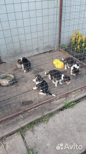 Русская пегая гончая