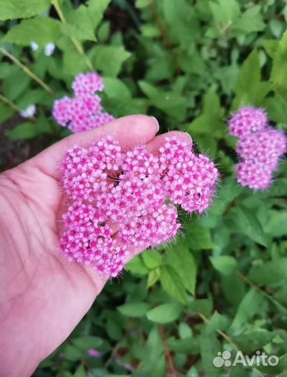 Спирея роуз литл принцесс, Жасмин (чубушник)