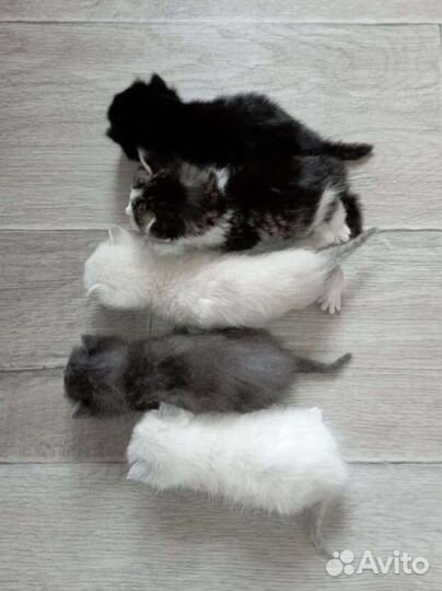 Котята бесплатно