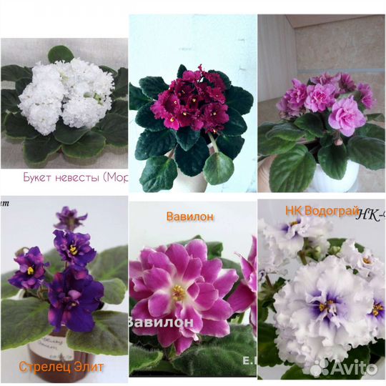 Фиалка сортовые