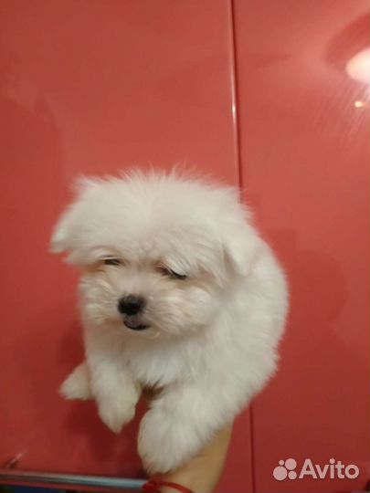 Болонки Мальтезе