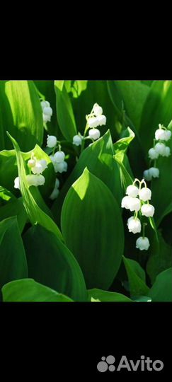 Многолетние садовые цветы