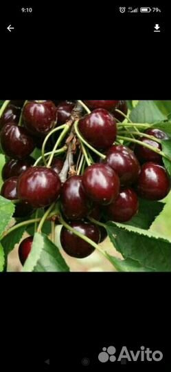 Вишня черешневая саженцы