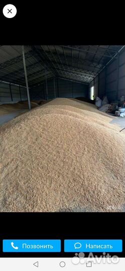 Зерно пшеница