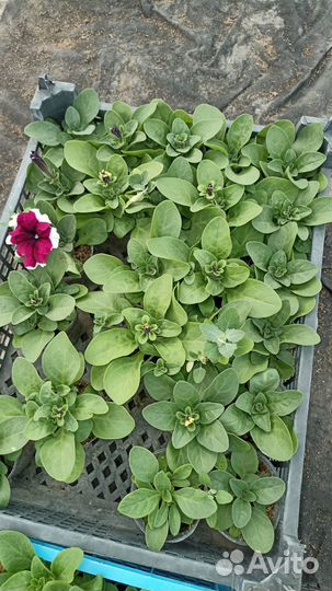 Рассада цветов