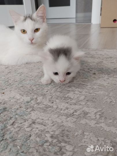 Котята в добрые руки даром бесплатно