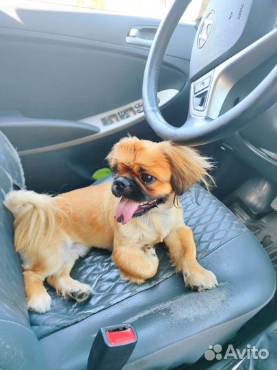 Вязка пекинес