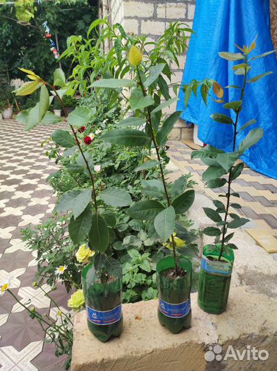 Лавровые деревья