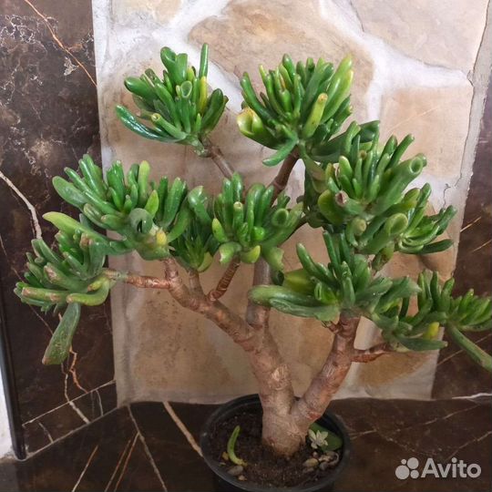 Крассула толстянка денежные деревья,хоббиты