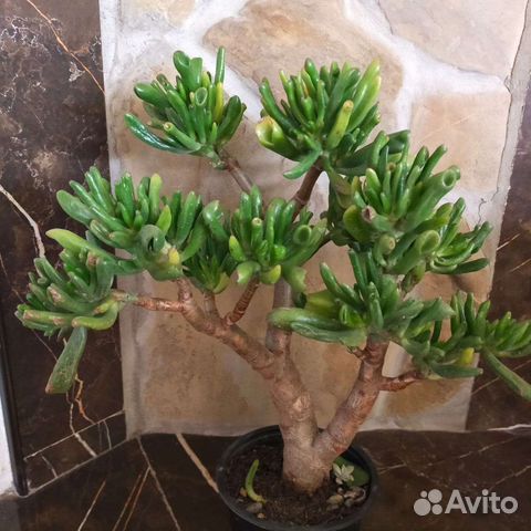 Крассула толстянка денежные деревья,хоббиты