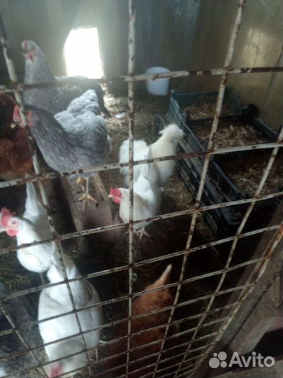 Куры несушки