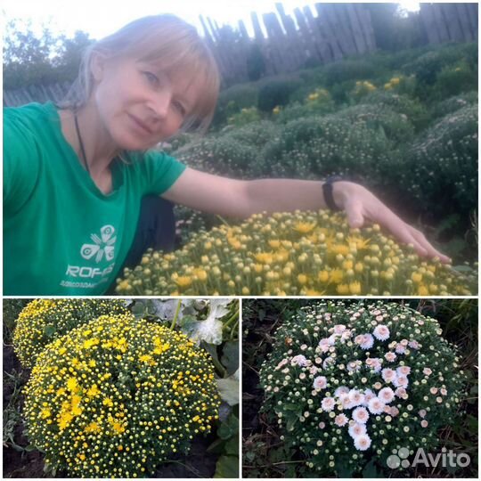 Хризантемы мультифлора