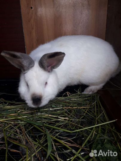 Кролики и крольчата разные