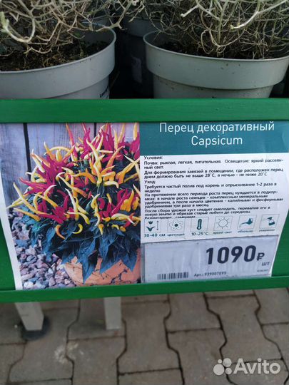 Семена декоративного перца