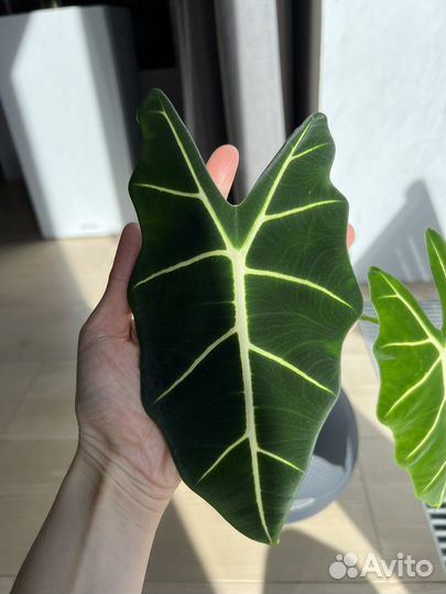 Алоказия мишольца