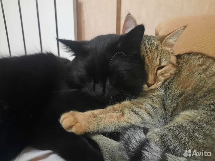 Кастрация котов на дому