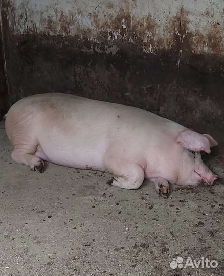 Свинина домашняя