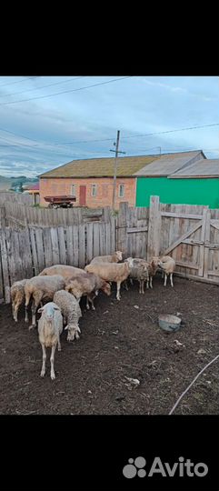 Овцы бараны ягнята