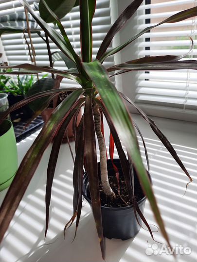 Пальма драцена