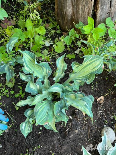 Хоста Guardian Angel