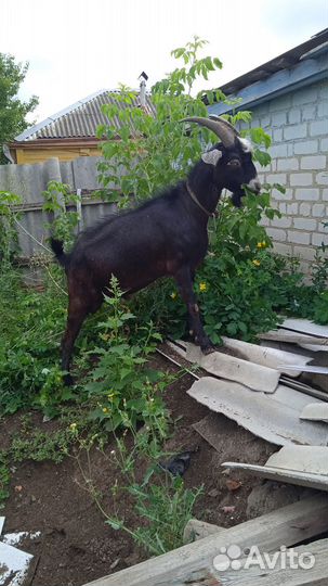 Англо нубийский козел
