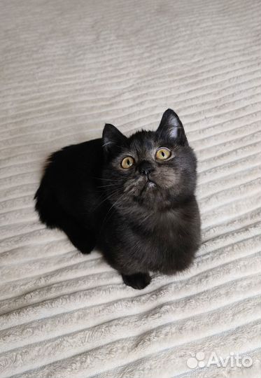 Котята манчкин