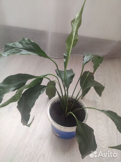 Спатифиллум