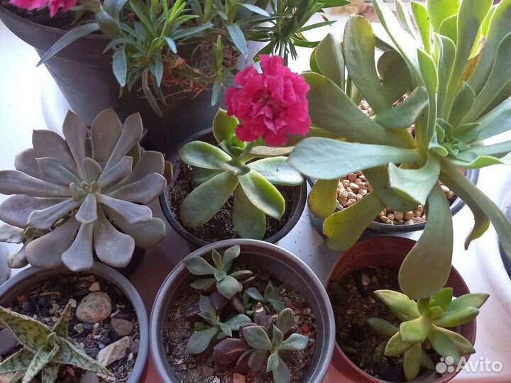 Суккуленты