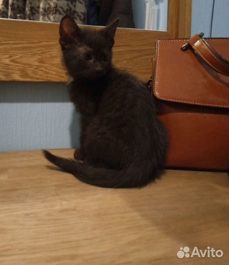 Анфиса и Майя