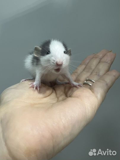 Крыса дамбо