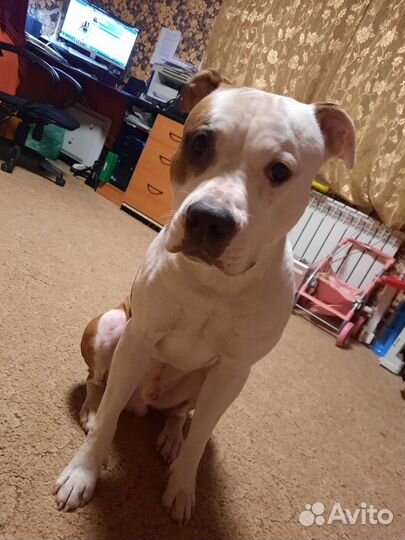 Питбультерьер вязка